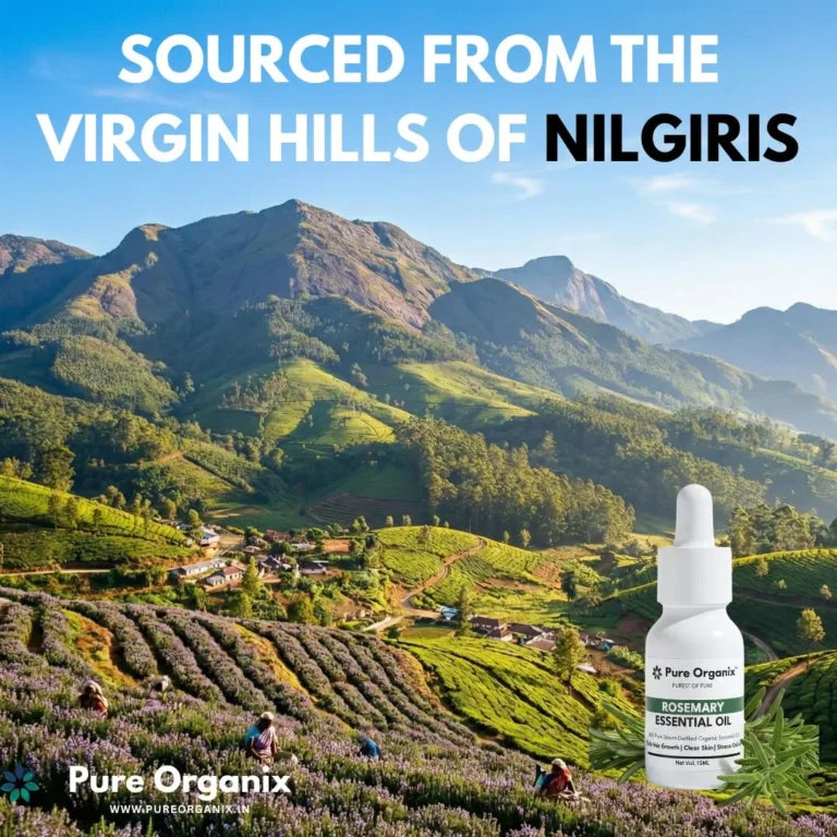 Rosemary Essential Oil – Steam Distilled, Cineole Chemotype - 15ml