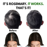 Rosemary Essential Oil – Steam Distilled, Cineole Chemotype - 15ml