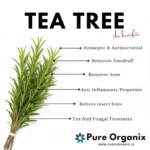 tea-tree-oil-full-benefits-antiseptic-infographic Infographic listing Tea Tree Essential Oil benefits: powerful Antiseptic, Removes Acne, Removes Dandruff, Anti-Inflammatory, and Relieves Insect Bites.