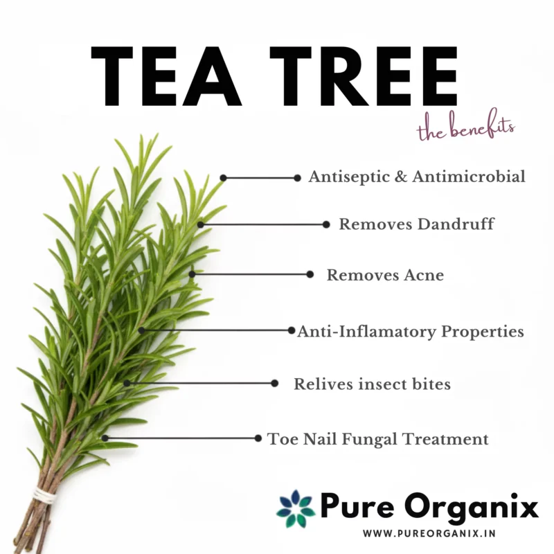 Infographic listing Tea Tree Essential Oil benefits: powerful Antiseptic, Removes Acne, Removes Dandruff, Anti-Inflammatory, and Relieves Insect Bites.